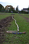 dsc_0231.jpg